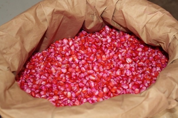 Pedidos de sementes de milho no programa Troca-troca devem ser efetuados até o dia 19 de outubro