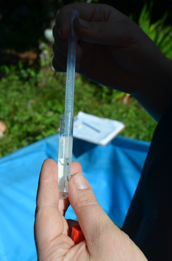 Victor Graeff realizou mais um levantamento de índice rápido para Aedes Aegypti