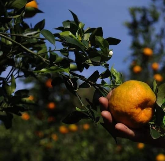 Frutos de generosidade: tempo de compartilhar bergamotas, laranjas e abacates
