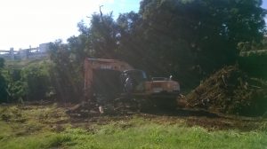 Remoção de árvores para o Sr. Teobaldo Silva