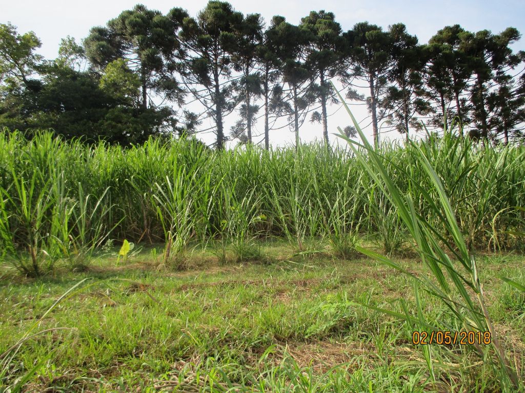 Não-Me-Toque tem primeiro Sistema Agroflorestal (SAF) certificado