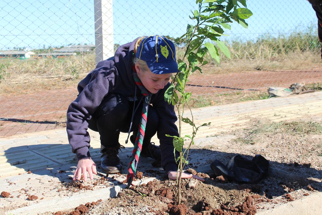 94 árvores são plantadas no lançamento do Arboriza Não-Me-Toque