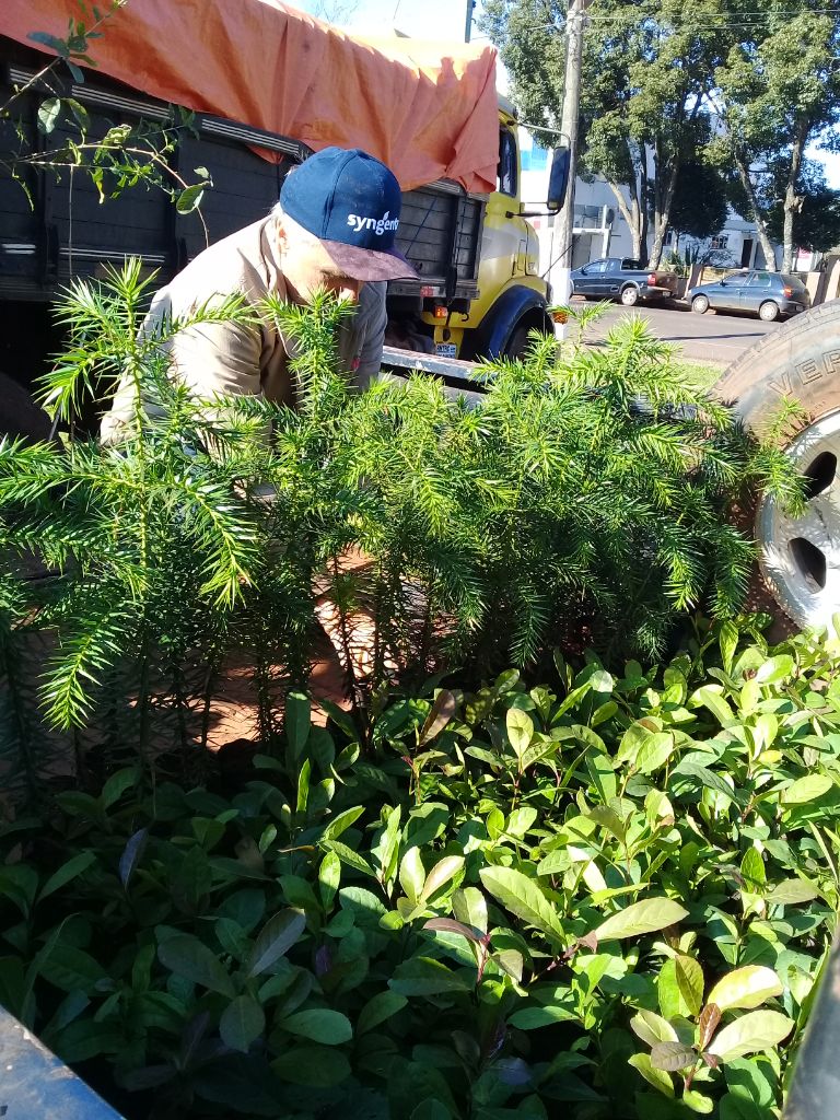 Não-Me-Toque recebe 1500 mudas de árvores nativas do projeto Coprel Ecologia